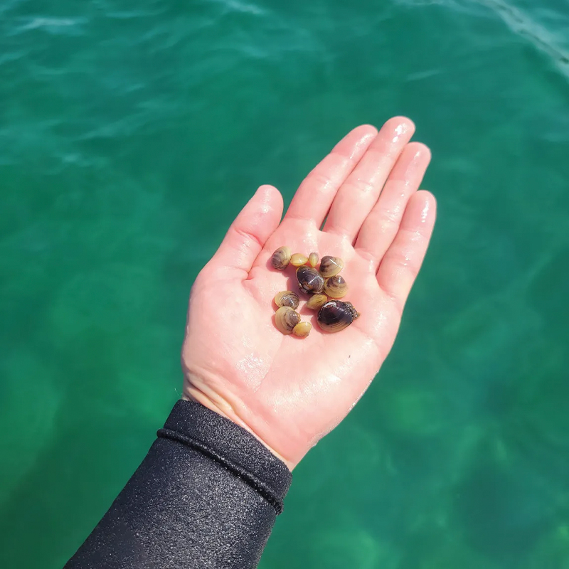 Asian clams are hermaphroditic, meaning they can self-fertilize. A single clam can launch an infestation.